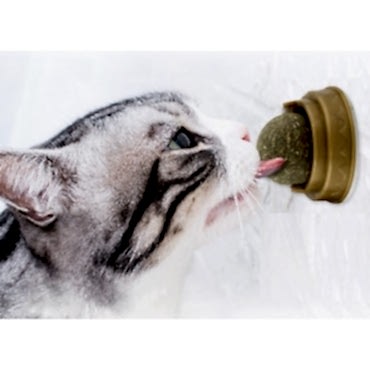 Kedi Otu Oyun Topu 