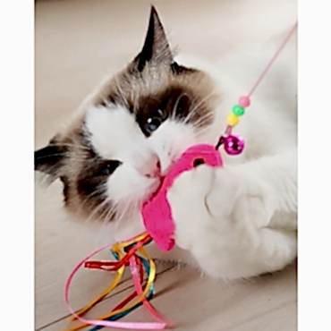 Balıklı Kedi Oyun Oltası