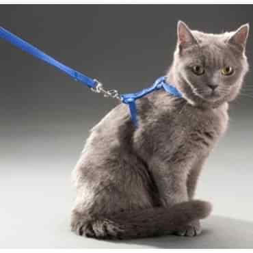 Kedi Boyun ve Göğüs Tasması